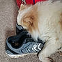 dog, shoe, carpet, red_box, fur, pet, floor, indoor, curious, sniffing, footwear, white, cream, animal, paw, side_view, close_up, mammal, domestic_animal, canine