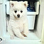 puppy, dog, white, fluffy, indoor, freezer, pet, cute, sitting, curious, small, animal, compartment, household, fur, young, adorable, face, paw, closeup