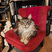 Rocket a rejoint le concours — aidez-le/la à gagner de superbes lots ! animal, cat, cozy, decor, domestic_cat, floor_tile, fluffy, fur, furniture, home, indoor, looking_at_camera, mammal, pet, polar_bear_toy, portrait, red_chair, relaxed, resting, stuffed_toy