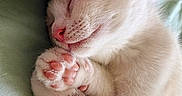 Bibine participe au concours pour gagner de l'argent avec cette photo : kitten, cat, sleeping, white_cat, paw, pink_nose, cozy, bed, blanket, soft, cute, pet, fur, animal, domestic_cat, resting, close_up, relaxation, indoor, comfort