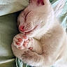 kitten, cat, sleeping, white_cat, paw, pink_nose, cozy, bed, blanket, soft, cute, pet, fur, animal, domestic_cat, resting, close_up, relaxation, indoor, comfort