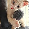 kitten, cat, blue_eyes, playful, toy, furry, paws, claws, cat_tree, indoor, pet, cute, small, curious, white_fur, animal, mischievous, tongue_out, close_up, young