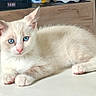 kitten, cat, blue_eyes, fur, indoor, table, wooden_drawer, animal, pet, cute, relaxed, lying_down, whiskers, pink_nose, ears, young_cat, domestic_cat, feline, household, cozy