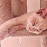 kitten, cat, sleeping, nap, feline, pet, fur, paws, cozy, indoor, cute, relaxed, rest, animal, whiskers, ears, soft, cat_tree, mammal, adorable