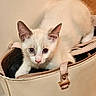 Bibine participe au concours pour gagner de l'argent avec cette photo : cat, kitten, handbag, beige, curious, indoor, pet, fur, ears, whiskers, eyes, young, animal, closeup, cute, feline, small, domestic, resting, playful