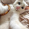 animal, bed, blanket, blue_eyes, cat, close_up, cozy, fluffy, home, indoor, kitten, large_ears, lying_down, pet, pink_nose, playful, portrait, selfie, whiskers, white_fur