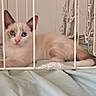 Bibine a rejoint le concours — aidez-le/la à gagner de superbes lots ! alert, animal, bed, blanket, blue_eyes, brown_point_markings, cage, cage_bars, cat, centered, cream_fur, cute, fluffy, indoor, kitten, lying_down, pet, pink_nose, portrait, white_fur