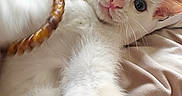 Bibine a rejoint le concours — aidez-le/la à gagner de superbes lots ! animal, bed, blanket, blue_eyes, bracelet, cat, close_up, curious, cute, fur, indoor, kitten, paw, pet, pillow, relaxed, resting, soft_texture, white_cat, young_cat