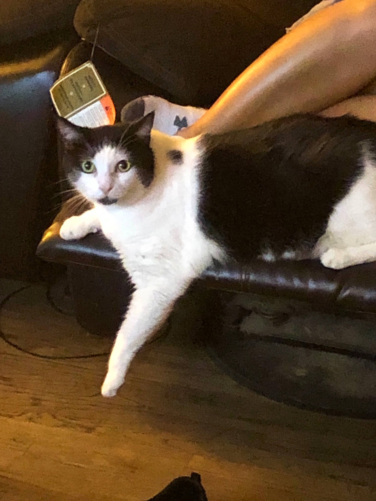 Gaius joined the competition — help win amazing prizes! aegean_cat, american_wirehair, carnivore, cat, domestic_short_haired_cat, felidae, mammal, polydactyl_cat, small_to_medium_sized_cats, tail, whiskers