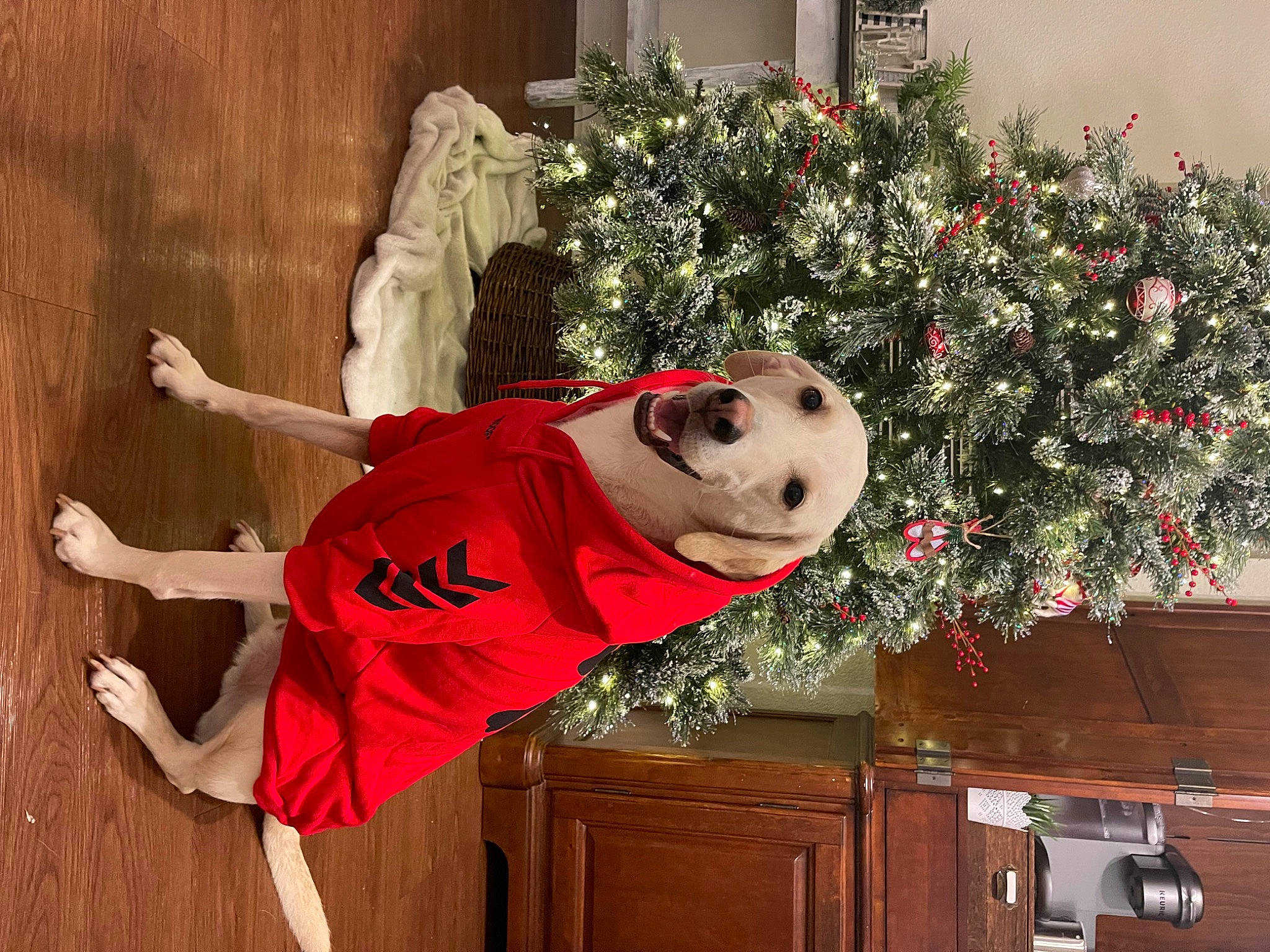 Finn is registered to the contest to win money with this photo: cabinetry, carmine, chest_of_drawers, christmas, christmas_decoration, christmas_eve, christmas_ornament, christmas_tree, drawer, event, fawn, hardwood, holiday, holiday_ornament, ornament, plant, room, tree, white, wood