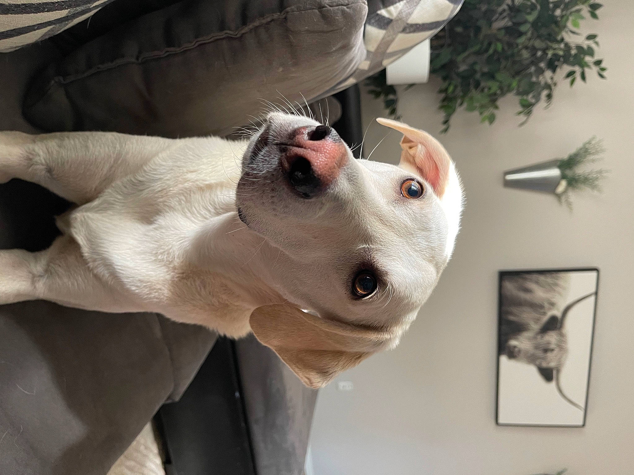 Finn is registered to the contest to win money with this photo: art, chest, companion_dog, dog, dog_breed, ear, eyewear, gesture, jaw, nose, personal_protective_equipment, picture_frame, plant, snout, street_fashion, sunglasses, thumb, vision_care, whiskers, working_animal