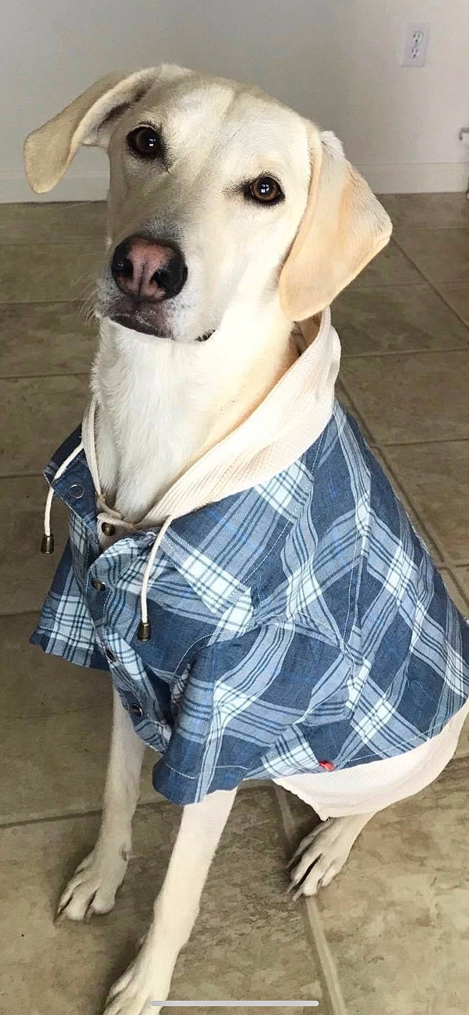 Finn joined the competition — help win amazing prizes! carnivore, collar, companion_dog, dog, dog_breed, dog_clothes, dog_collar, dog_supply, fawn, mechanical_fan, pattern, pet_supply, plaid, sleeve, snout, tartan, whiskers, white, working_animal