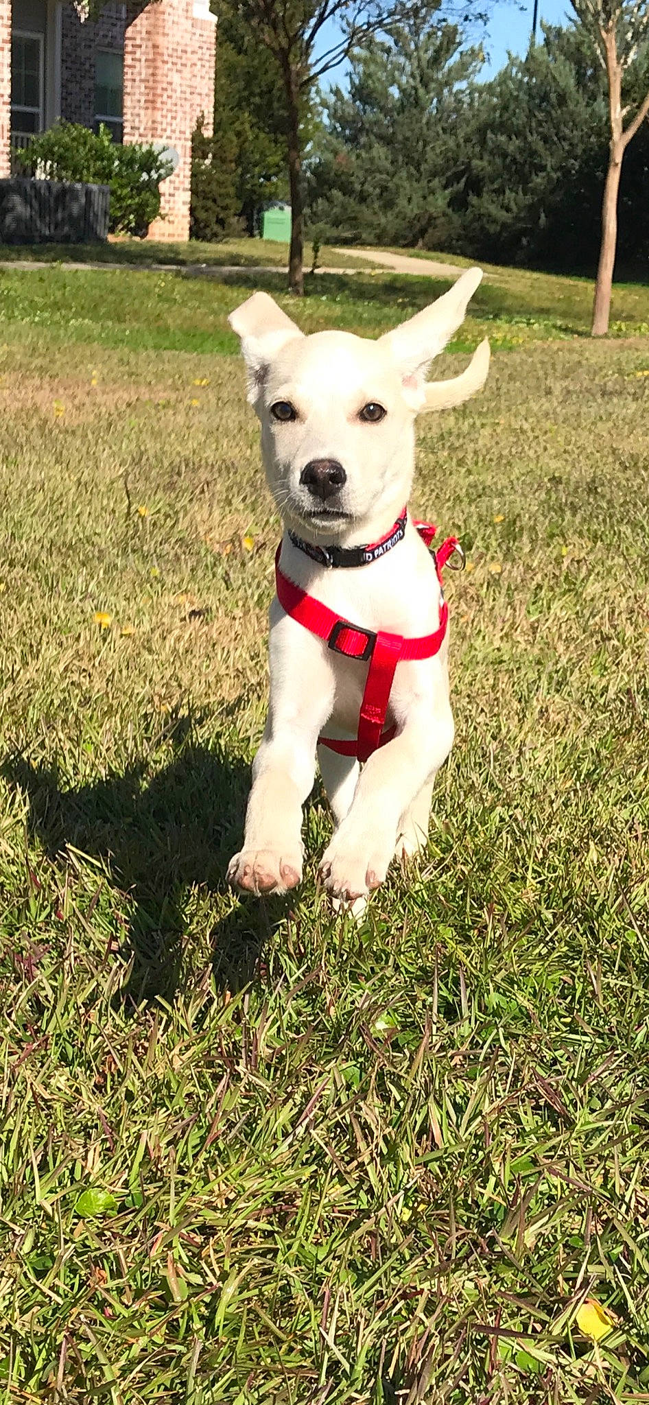 Finn is registered to the contest to win money with this photo: adventure, carnivore, collar, companion_dog, dog, dog_breed, dog_clothes, dog_collar, dog_supply, fawn, grass, lawn, non_sporting_group, pet_supply, plant, puppy, recreation, tail, terrier, working_animal