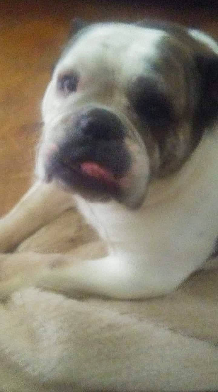 Buttercup is registered to the contest to win money with this photo: american_bulldog, australian_bulldog, boxer, bulldog, canidae, carnivore, dog, dog_breed, fawn, mammal, non_sporting_group, nose, puppy, rare_breed_dog, skin, snout, sporting_group, toy_bulldog, valley_bulldog, vertebrate