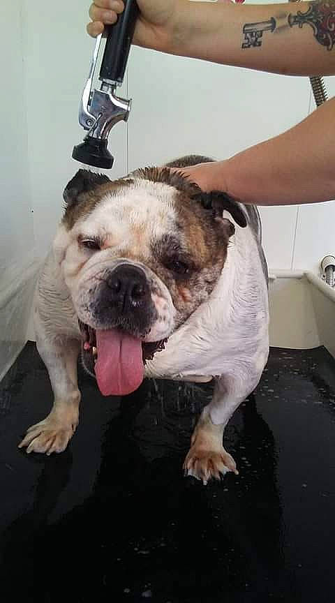 Buttercup is registered to the contest to win money with this photo: american_bulldog, australian_bulldog, bulldog, canidae, carnivore, companion_dog, dog, dog_breed, fawn, mammal, non_sporting_group, old_english_bulldog, olde_english_bulldogge, rare_breed_dog, snout, sporting_group, toy_bulldog, valley_bulldog, vertebrate, white_english_bulldog