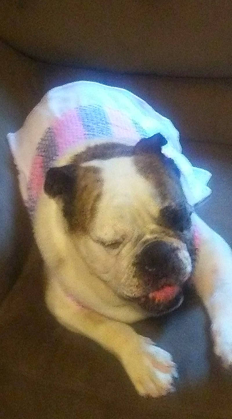 Buttercup is registered to the contest to win money with this photo: american_bulldog, australian_bulldog, british_bulldogs, bulldog, canidae, carnivore, companion_dog, dog, dog_breed, dorset_olde_tyme_bulldogge, fawn, mammal, non_sporting_group, old_english_bulldog, olde_english_bulldogge, puppy, snout, toy_bulldog, valley_bulldog, vertebrate