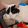 Oréo participe au concours pour gagner de l'argent avec cette photo : animal, bed, black, cat, close_up, colorful_fabric, cozy, cute, domestic, ears, fur, indoor, nose, pet, relaxing, resting, sleeping, soft, whiskers, white