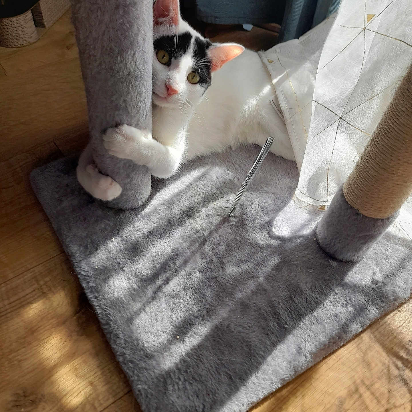 Oréo a rejoint le concours — aidez-le/la à gagner de superbes lots ! animal, black_and_white, cat, claws, cozy, curious, curtain, ears, feline, fur, home, indoor, pet, playful, resting, scratching_post, shadow, sunlight, whiskers, wooden_floor