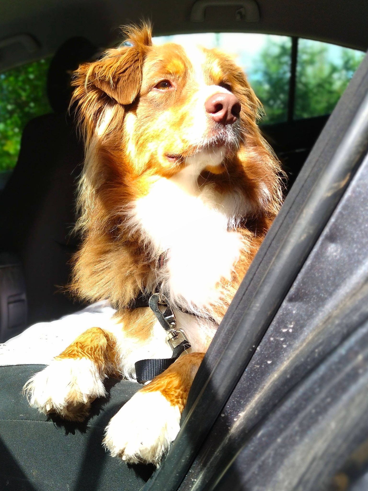 Poblano participe au concours pour gagner de l'argent avec cette photo : canidae, carnivore, companion_dog, dog, dog_breed, fawn, fur, grass, liver, snout, sporting_group, terrestrial_animal, tree, whiskers, wildlife, wood, working_dog