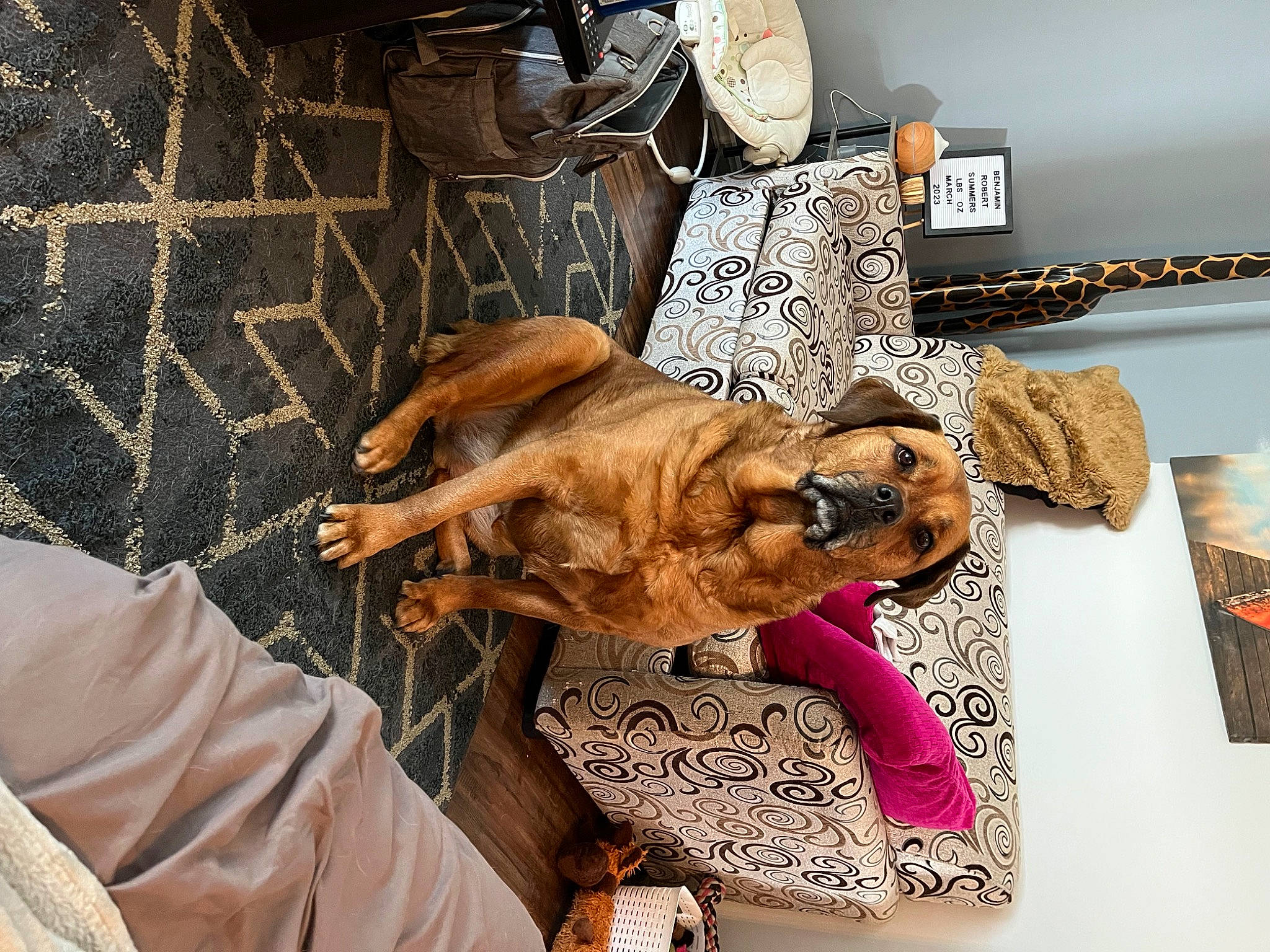 Mara is registered to the contest to win money with this photo: boxer, carnivore, comfort, companion_dog, dog, dog_breed, dog_supply, eyewear, fawn, flooring, fur, guard_dog, linens, liver, pattern, room, toy_dog, visual_arts, working_animal, wrinkle