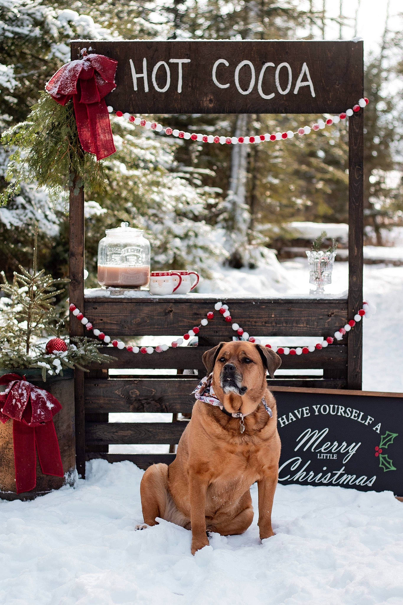 Mara is registered to the contest to win money with this photo: advertising, canidae, carnivore, companion_dog, dog, dog_breed, dog_supply, event, fawn, font, freezing, fur, guard_dog, holiday, precipitation, snow, sporting_group, tree, winter, working_dog