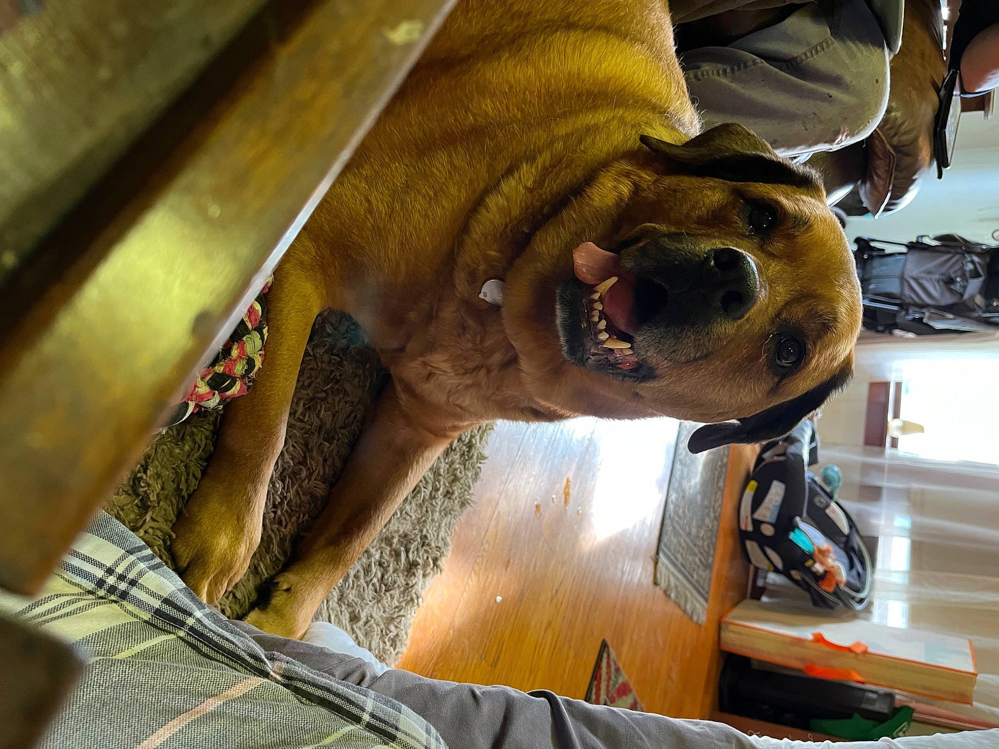 Mara is registered to the contest to win money with this photo: art, auto_part, canidae, carnivore, carving, chainsaw_carving, dog, dog_breed, fur, machine, metal, personal_protective_equipment, sculpture, snout, sporting_group, terrestrial_animal, wood, working_animal