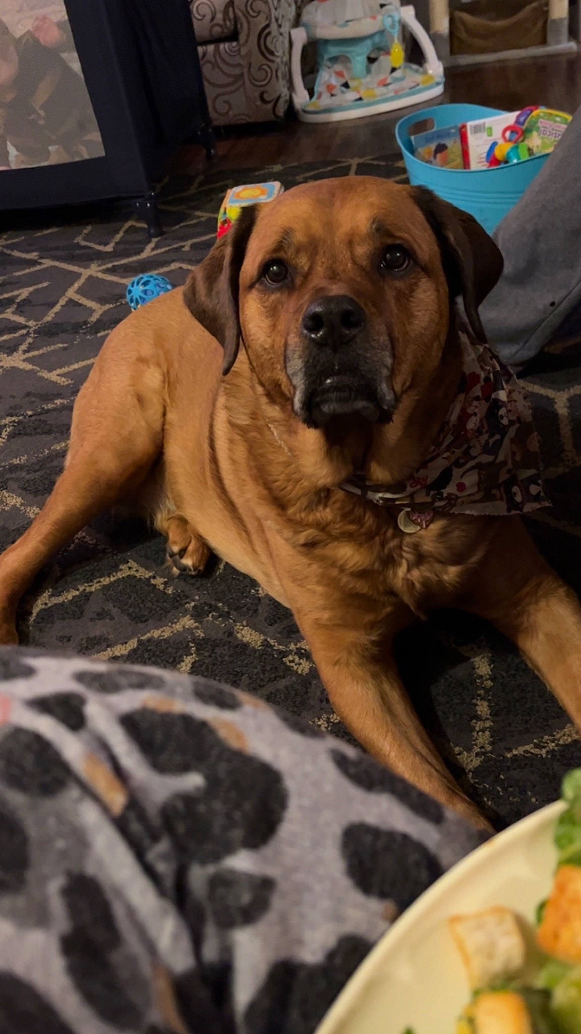 Mara is registered to the contest to win money with this photo: carnivore, collar, comfort_food, companion_dog, cuisine, dish, dog, dog_breed, dog_supply, fawn, food, ingredient, junk_food, leaf_vegetable, molosser, produce, recipe, tableware, vegetable, working_dog