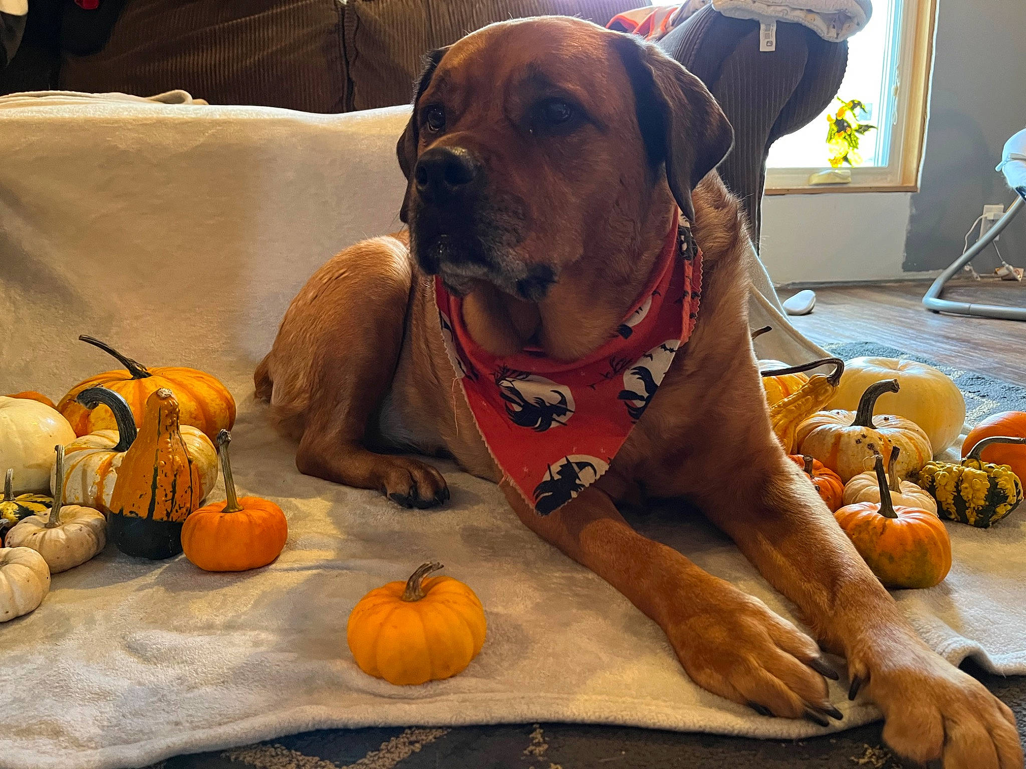 Mara is registered to the contest to win money with this photo: calabaza, carnivore, collar, companion_dog, cucurbita, dog, dog_breed, dog_collar, dog_supply, fawn, gourd, natural_foods, orange, pumpkin, snout, squash, staple_food, vegetable, winter_squash, working_animal