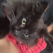 Tiger is registered to the contest to win money with this photo: animal, arm, black_cat, cat, close_up, comfort, cozy, cute, domestic_animal, eyes, face, fur, furry, indoor, knitted, pet, red_sleeve, snuggle, soft, whiskers