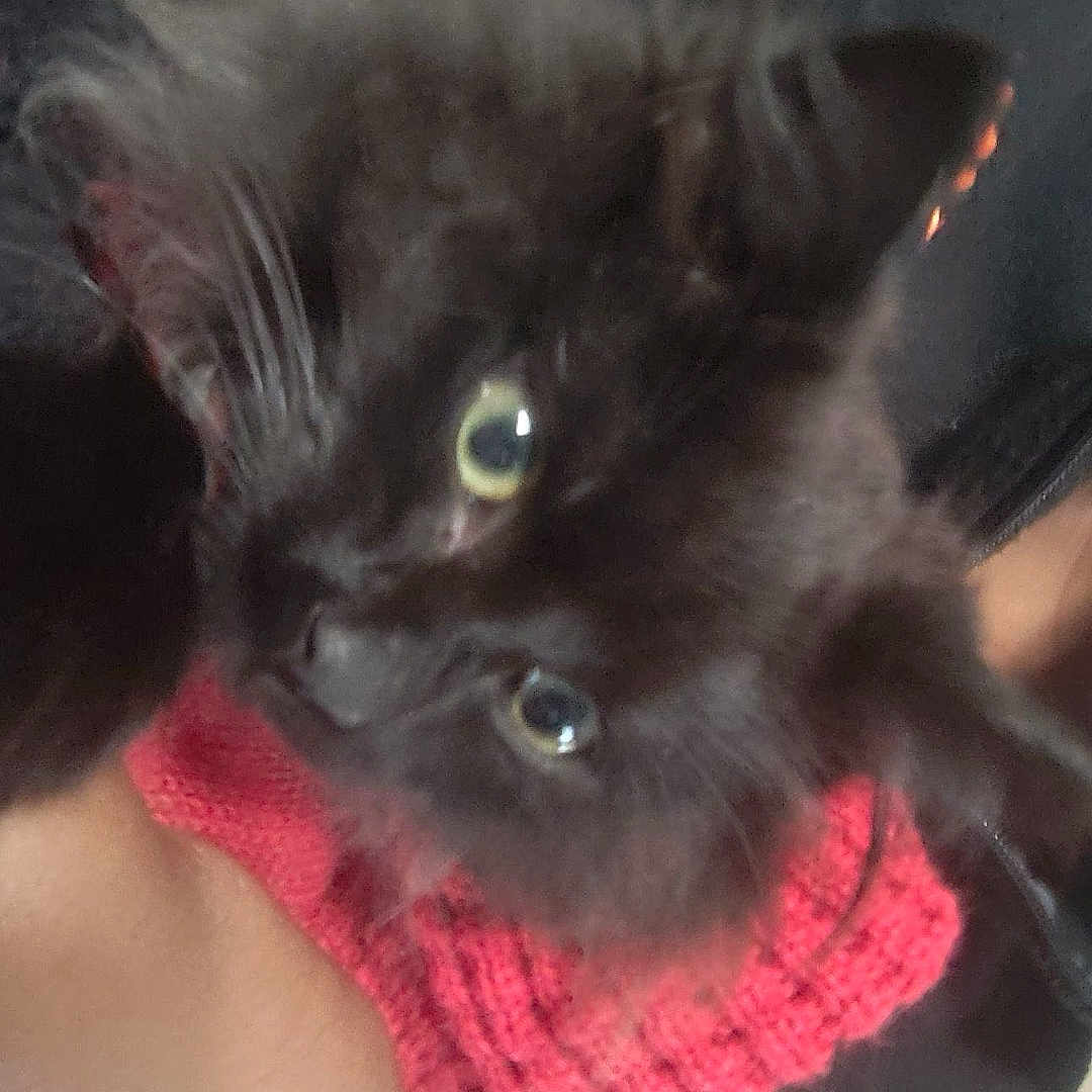 Tiger is registered to the contest to win money with this photo: animal, arm, black_cat, cat, close_up, comfort, cozy, cute, domestic_animal, eyes, face, fur, furry, indoor, knitted, pet, red_sleeve, snuggle, soft, whiskers
