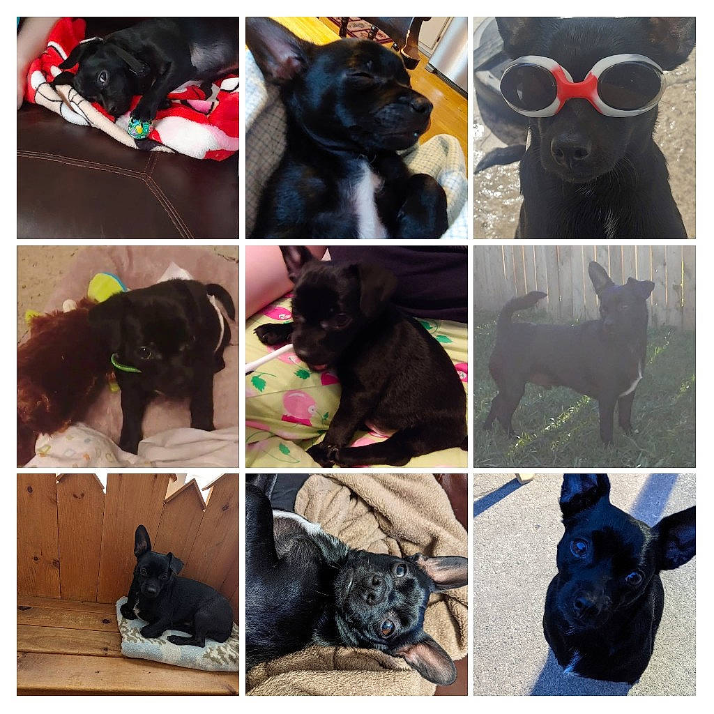 Chuy is registered to the contest to win money with this photo: black, carnivore, cat, companion_dog, dog, dog_breed, felidae, green, light, mammal, photograph, plant, product, red, small_to_medium_sized_cats, snapshot, snout, vertebrate, white, yellow