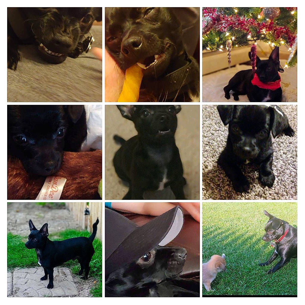 Chuy is registered to the contest to win money with this photo: black, carnivore, companion_dog, dog, dog_breed, ear, fawn, felidae, gesture, grass, green, liver, mammal, pet_supply, photograph, plant, snapshot, snout, vertebrate, working_animal