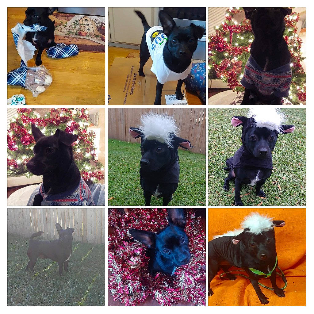 Chuy is registered to the contest to win money with this photo: black, blue, carnivore, collar, companion_dog, dog, dog_breed, dog_supply, grass, green, hat, liver, mammal, outerwear, photograph, plant, sleeve, vertebrate, white, working_animal