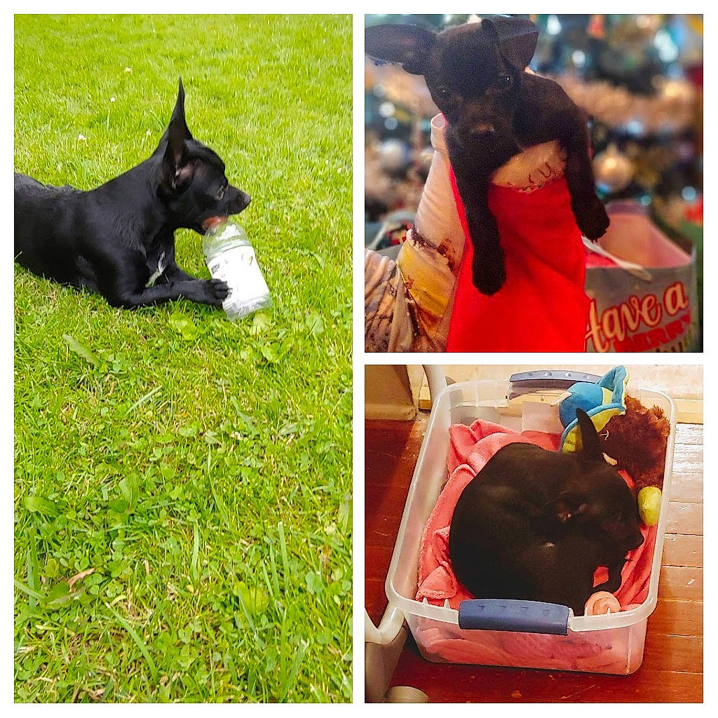 Chuy is registered to the contest to win money with this photo: bag, carnivore, collage, companion_dog, dog, dog_breed, fashion_accessory, grass, green, guard_dog, happy, leisure, mammal, photograph, plant, sitting, snapshot, square, travel, vertebrate