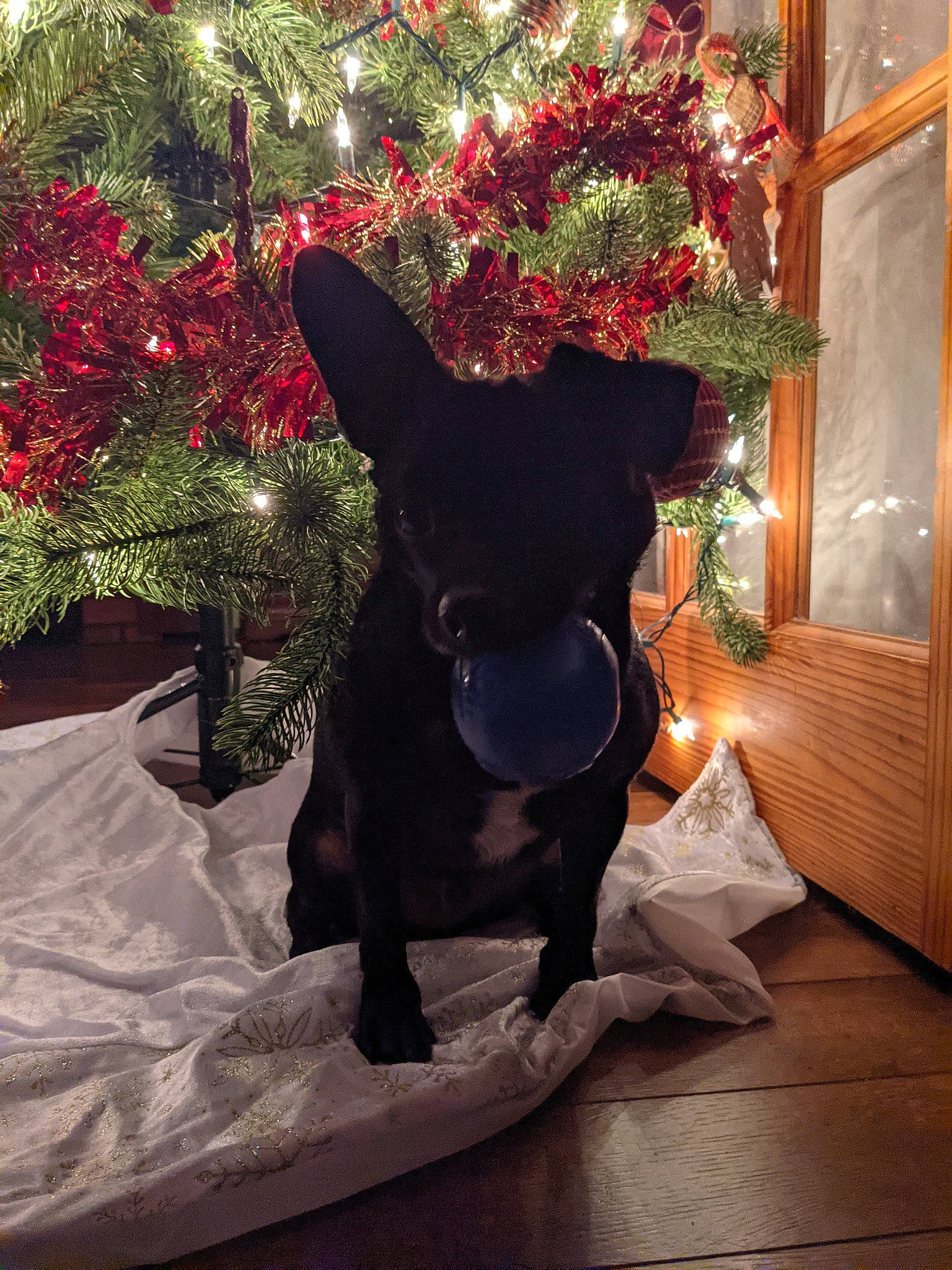 Chuy is registered to the contest to win money with this photo: carnivore, christmas_decoration, christmas_ornament, christmas_tree, companion_dog, dog, dog_breed, fawn, felidae, light, mammal, ornament, plant, small_to_medium_sized_cats, snout, sporting_group, tail, tints_and_shades, window, working_animal