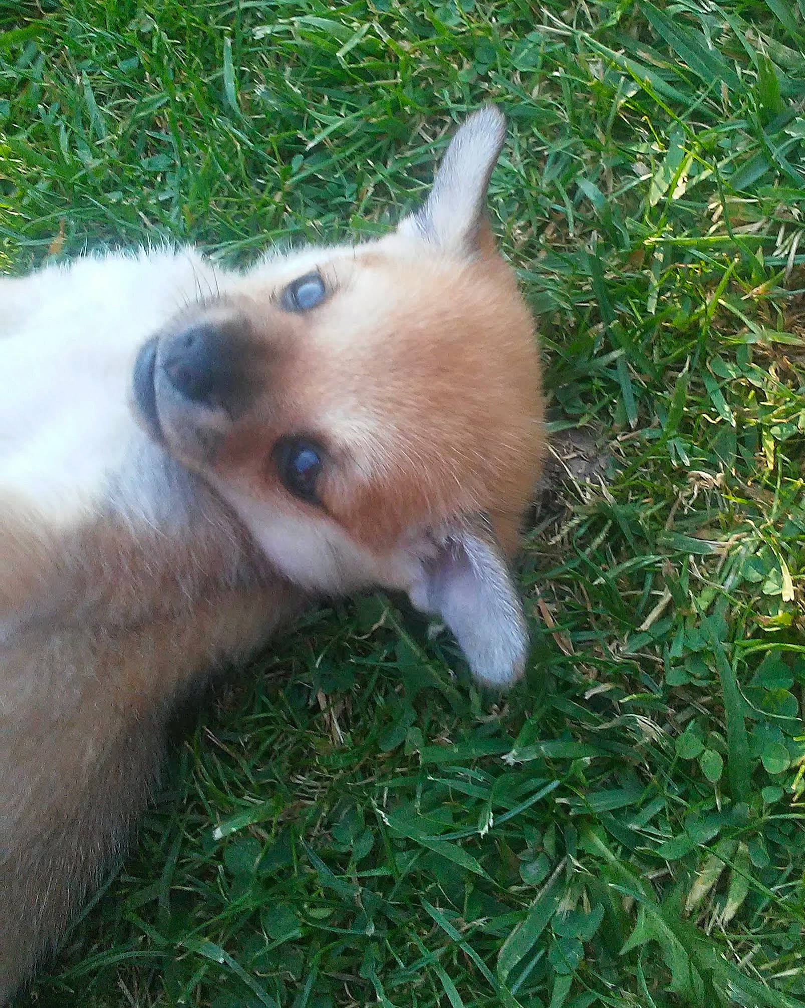 Chica joined the competition — help win amazing prizes! canidae, carnivore, companion_dog, dog, dog_breed, fawn, fox, fur, grass, non_sporting_group, plant, spitz, sporting_group, tail, terrestrial_animal, whiskers