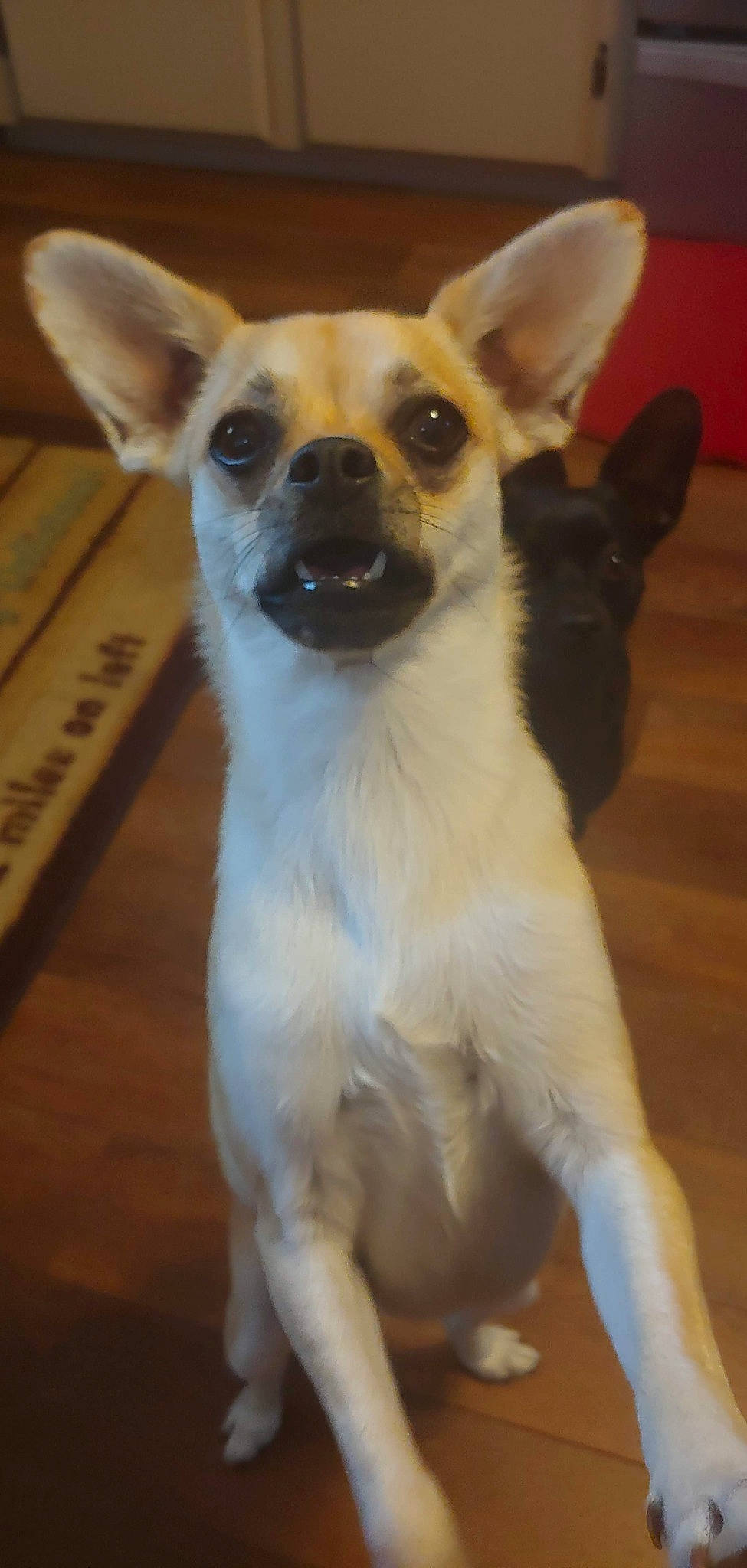 Chica is registered to the contest to win money with this photo: canidae, carnivore, chihuahua, companion_dog, dog, dog_breed, dog_supply, ear, fawn, fur, hardwood, russkiy_toy, snout, sporting_group, tail, terrestrial_animal, toy_dog, whiskers, wood, working_animal