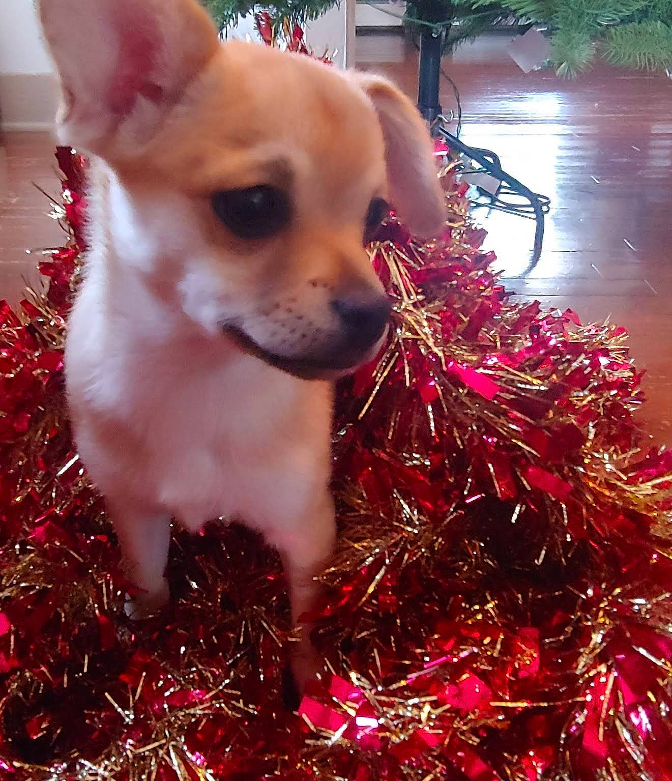 Chica is registered to the contest to win money with this photo: carnivore, chihuahua, christmas_ornament, companion_dog, dog, dog_breed, dog_supply, ear, eye, fawn, flowerpot, grass, holiday, houseplant, light, ornament, plant, snout, toy_dog, whiskers