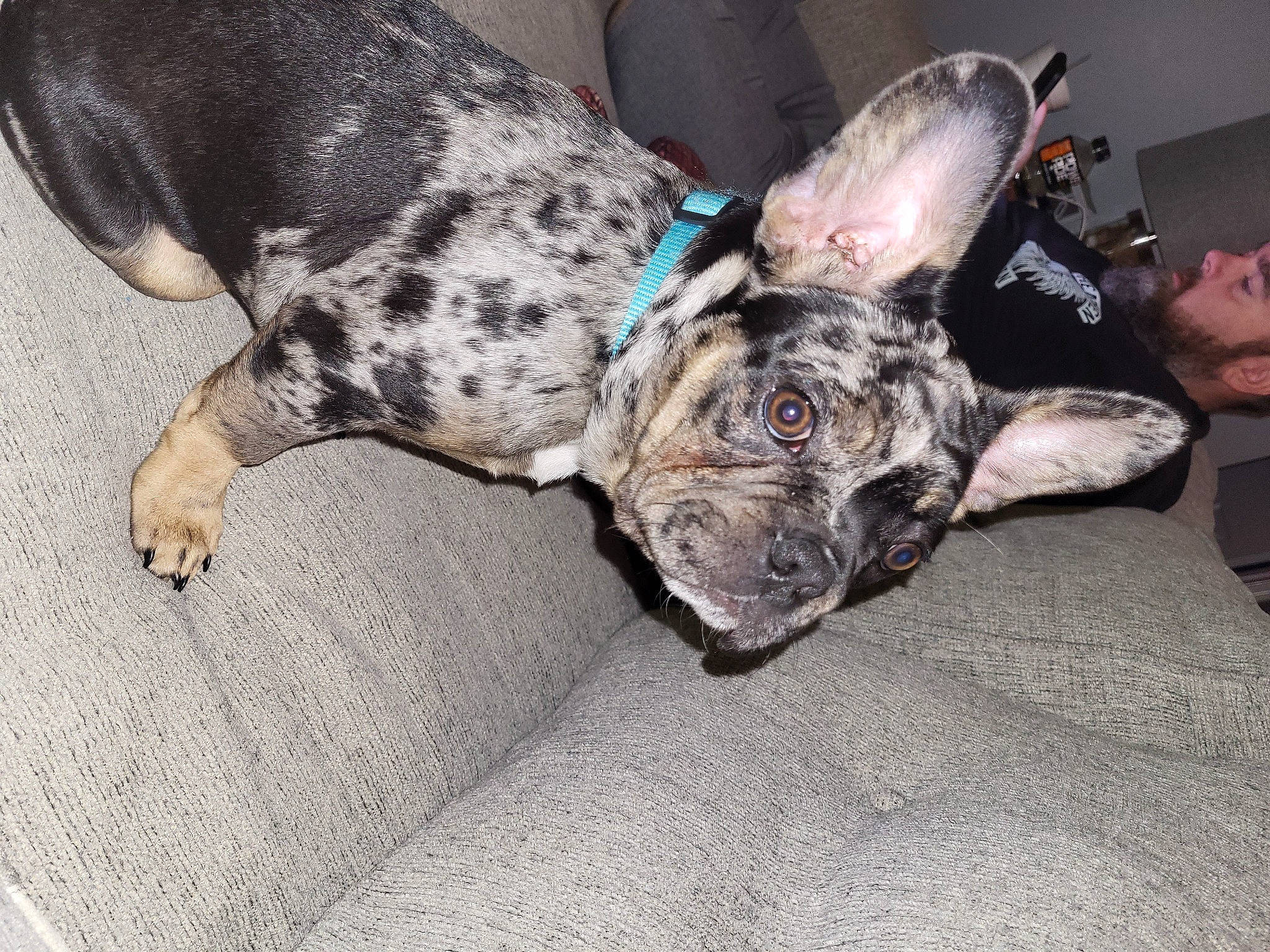 Harley is registered to the contest to win money with this photo: canidae, carnivore, comfort, companion_dog, dog, dog_breed, dog_collar, dog_supply, ear, fawn, fur, grey, guard_dog, snout, sporting_group, terrestrial_animal, toy_dog, whiskers, working_animal, wrinkle