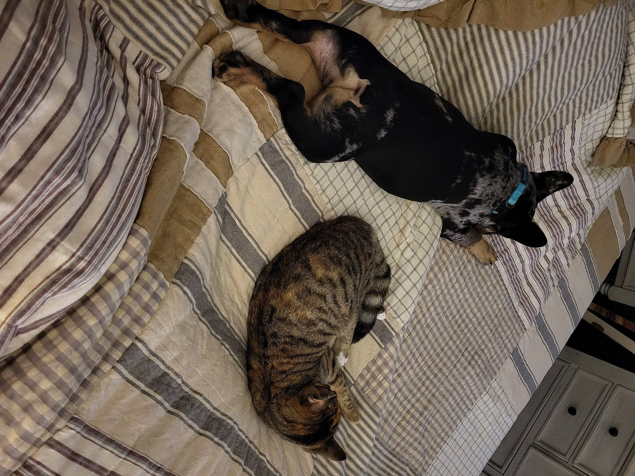 Harley joined the competition — help win amazing prizes! brown, carnivore, cat, comfort, companion_dog, dog, dog_breed, domestic_short_haired_cat, fawn, felidae, flooring, fur, grey, small_to_medium_sized_cats, snout, sporting_group, tail, tartan, whiskers, wood