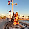dog, husky, blue_eyes, leash, red_harness, tiled_ledge, waterfront, palm_trees, lamp_posts, flags, sunset, golden_hour, people_walking, sidewalk, clear_sky, outdoor, animal, pet, calm, scenic