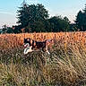 dog, husky, running, jumping, outdoors, meadow, field, tall_grass, wildflowers, nature, trees, forest, sunset, golden_hour, blue_sky, animal, canine, fluffy_tail, open_mouth, motion