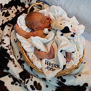 Weston is registered to the contest to win money with this photo: animal_print, baby, basket, blanket, brown, child, cow_pattern, cozy, cute, indoors, infant, newborn, peaceful, plush_toy, portrait, resting, sleeping, soft_fabric, white, wrapped