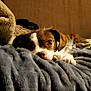 Ducky is registered to the contest to win money with this photo: dog, puppy, blanket, bed, cozy, soft, fur, pet, indoor, cute, resting, animal, brown, white, ears, eyes, nose, paw, comfort, relaxation