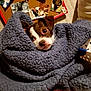 Ducky joined the competition — help win amazing prizes! dog, blanket, cozy, small_dog, brown_and_white, indoor, carpet, photo_board, photographs, pinned_photos, animal, pet, cute, wrapped, resting, snuggled, fur, home, relaxed, portrait