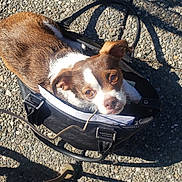 Ducky is registered to the contest to win money with this photo: dog, handbag, bag, gravel, outdoor, pet, brown, white, leash, sunlight, shadow, curious, small_dog, close_up, portrait, animal, cute, looking_up, snug, unexpected