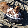 dog, handbag, bag, gravel, outdoor, pet, brown, white, leash, sunlight, shadow, curious, small_dog, close_up, portrait, animal, cute, looking_up, snug, unexpected