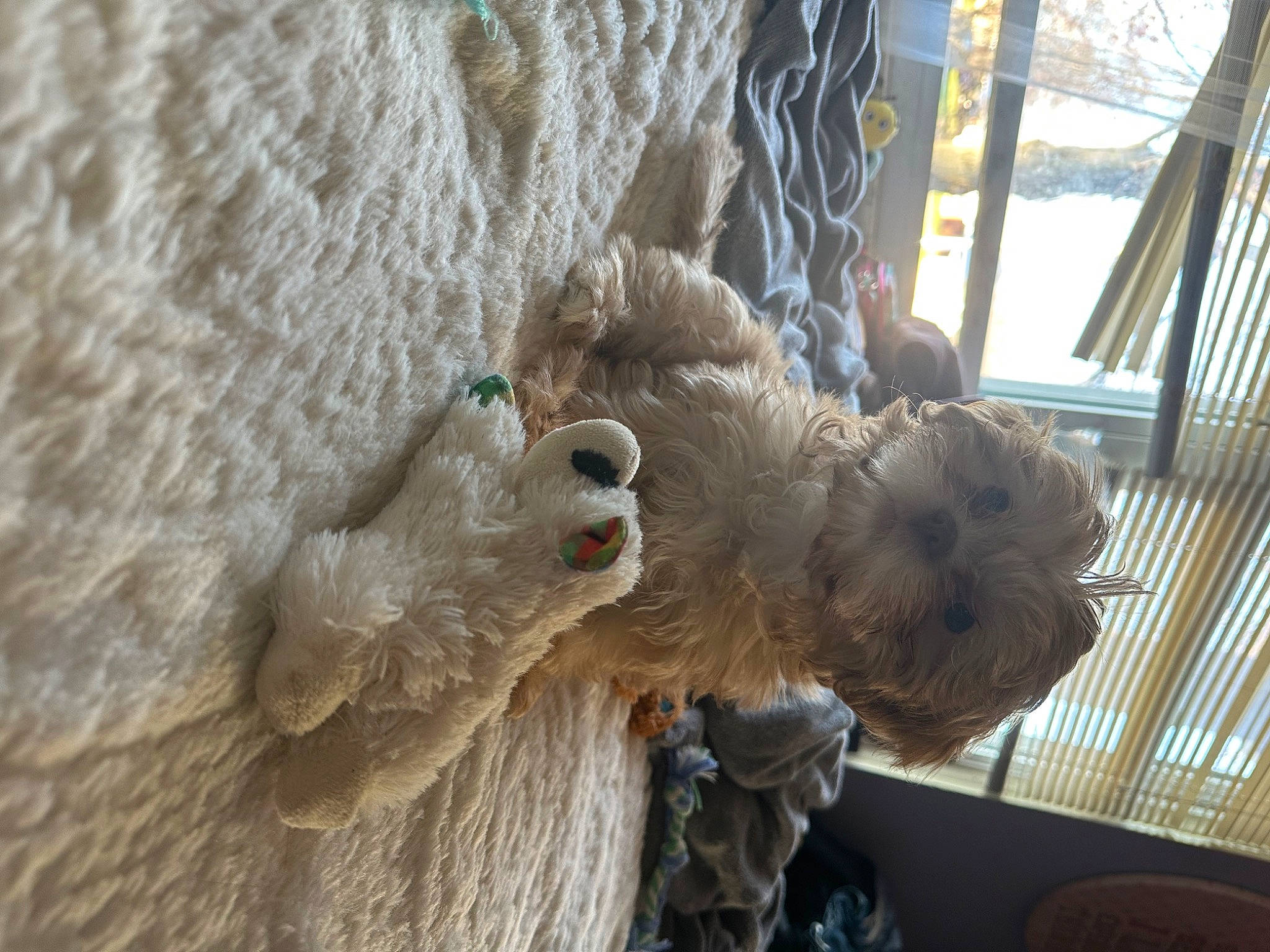 Honey joined the competition — help win amazing prizes! art, canidae, carnivore, companion_dog, dog_breed, fawn, fur, natural_material, rope, sporting_group, terrier, toy, tree, trunk, vertebrate, winter, wood, wool, working_animal