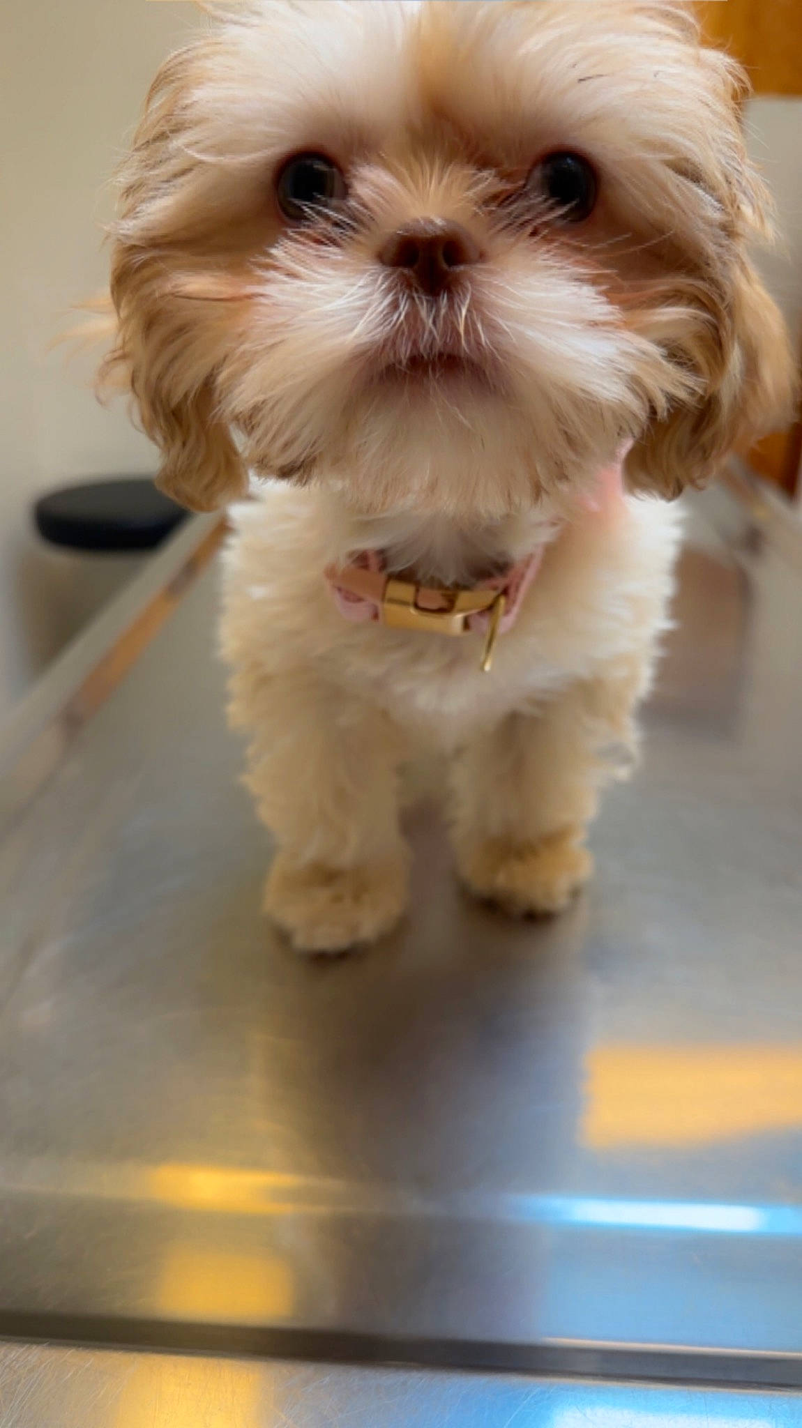 Honey is registered to the contest to win money with this photo: canidae, carnivore, collar, companion_dog, dog, dog_breed, dog_collar, dog_supply, fawn, fur, liver, mal_shi, maltepoo, natural_material, shih_tzu, small_terrier, snout, sporting_group, toy_dog, working_animal