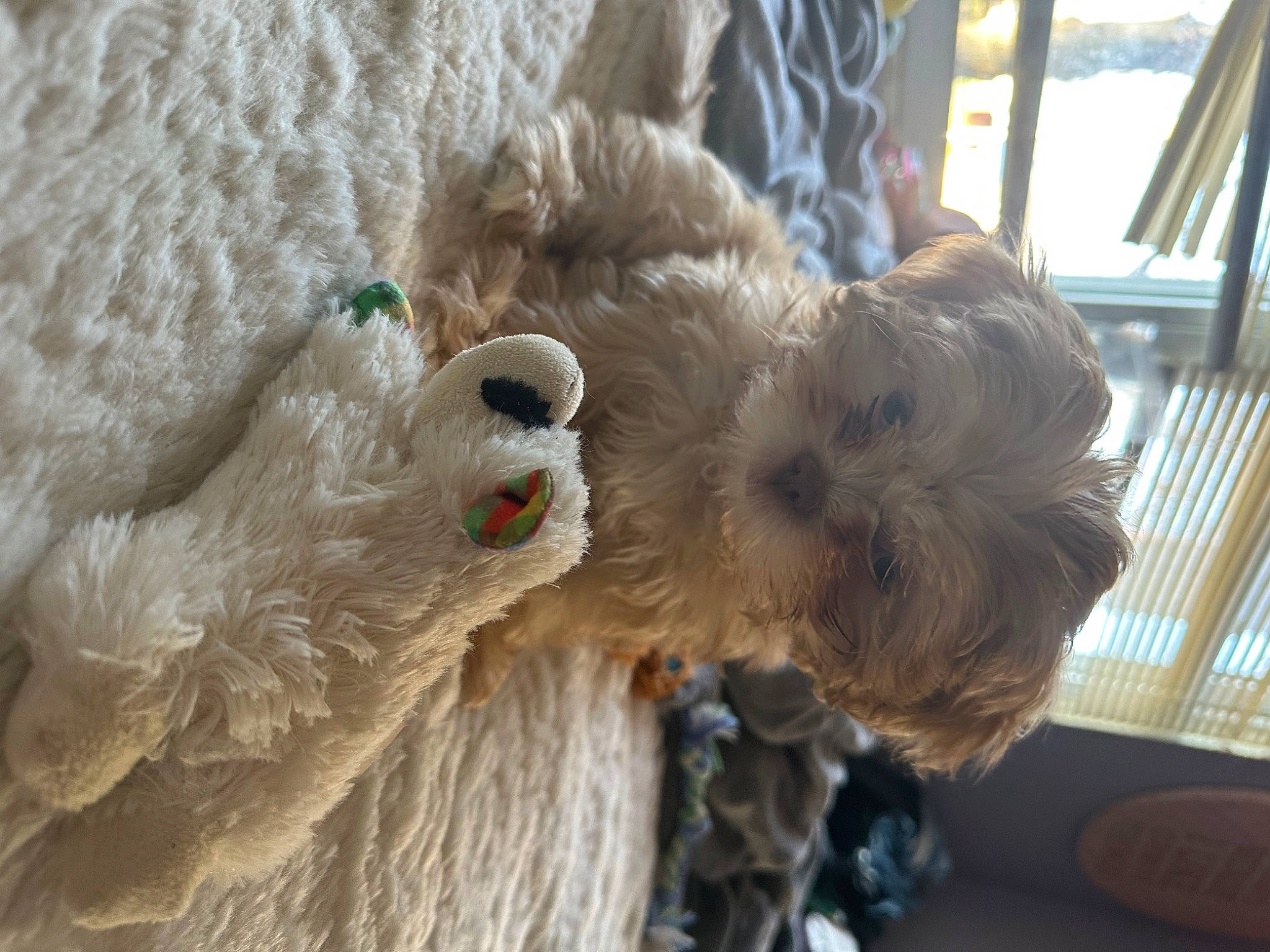 Honey joined the competition — help win amazing prizes! canidae, carnivore, collar, companion_dog, dog, dog_breed, dog_clothes, dog_collar, dog_supply, fawn, fur, small_terrier, snout, sporting_group, stuffed_toy, sunglasses, terrier, toy_dog, wool, working_animal